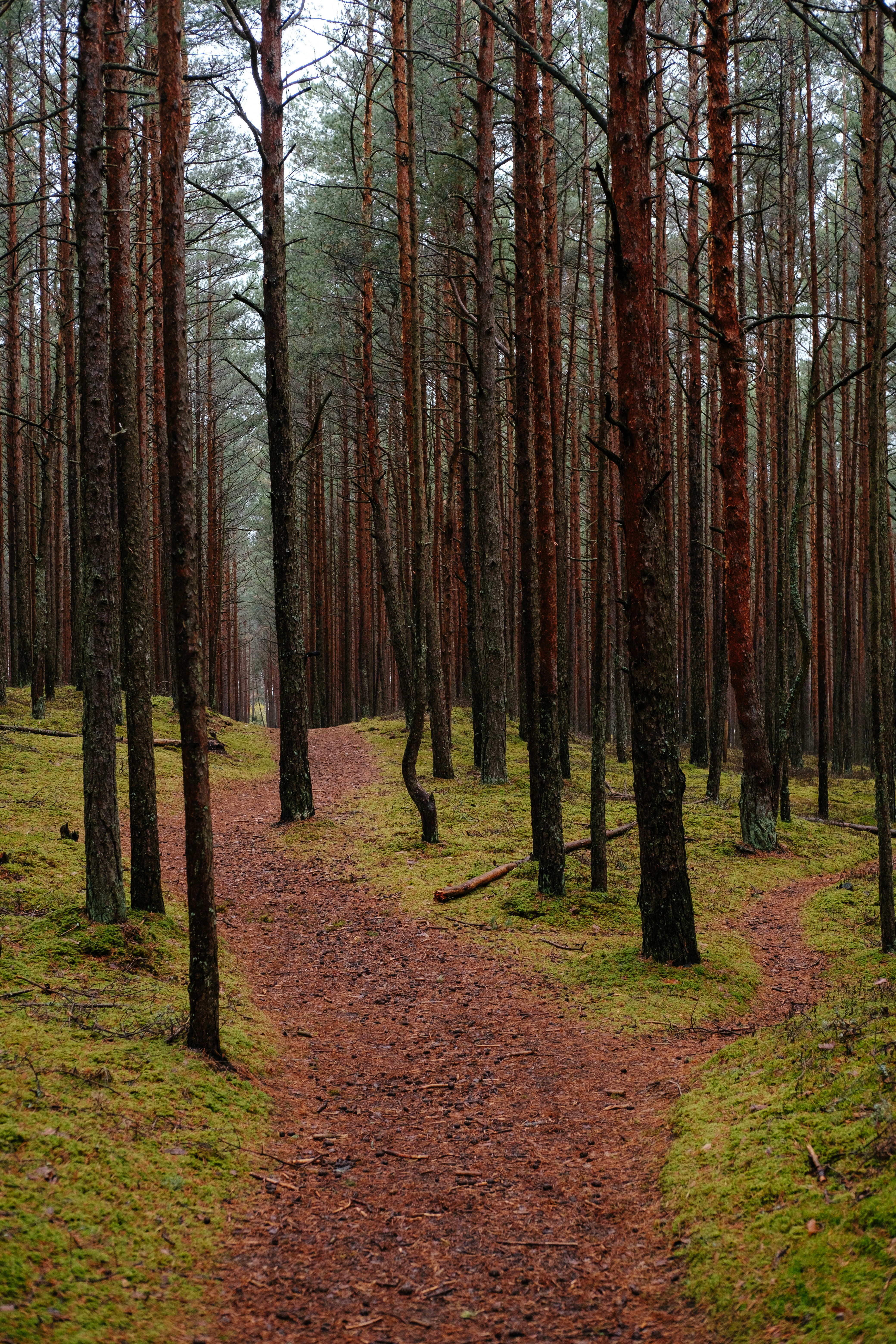 paths in the woods paths in the woods