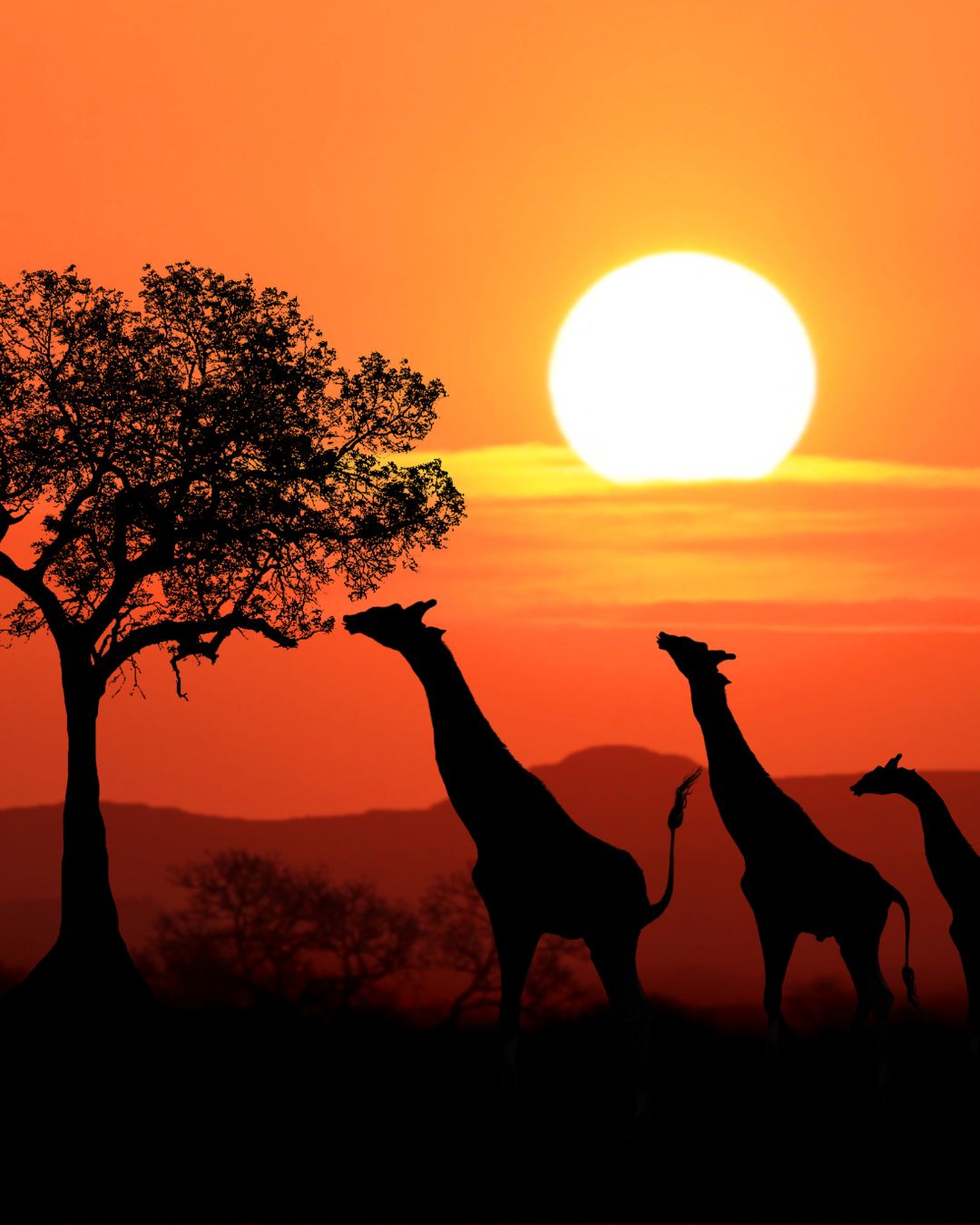 Q15 African Experience