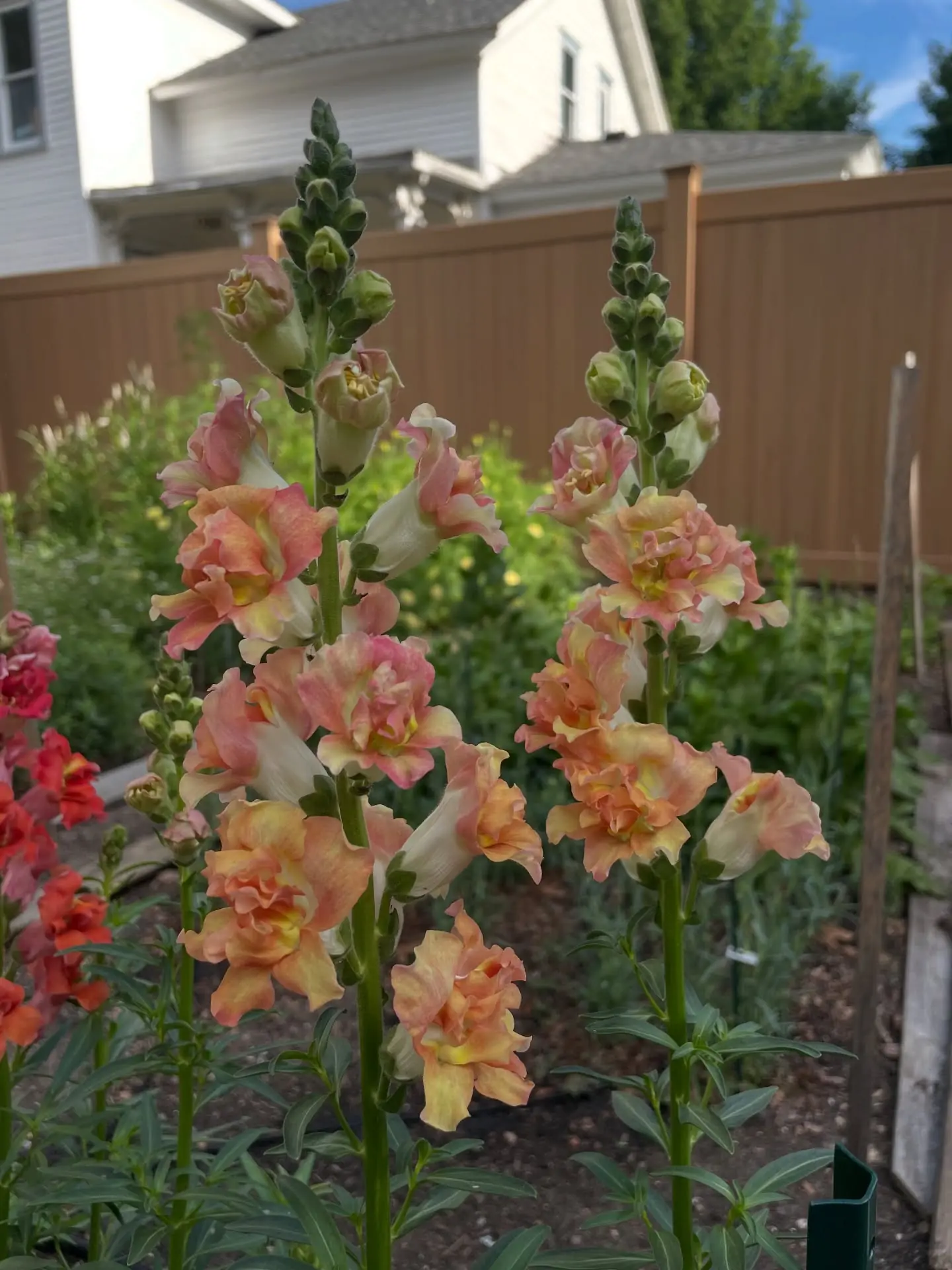 Growing flowers