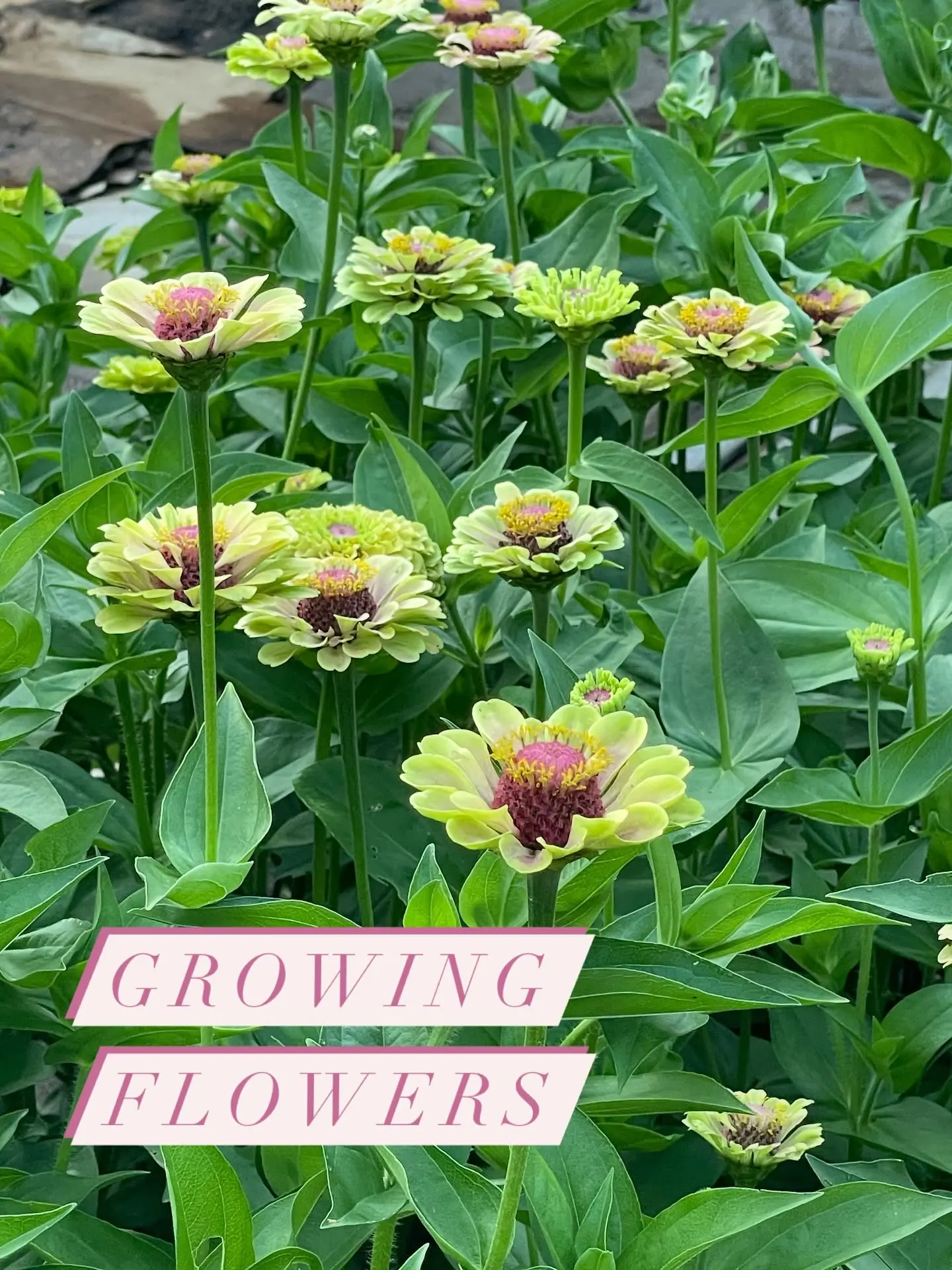 Flower garden