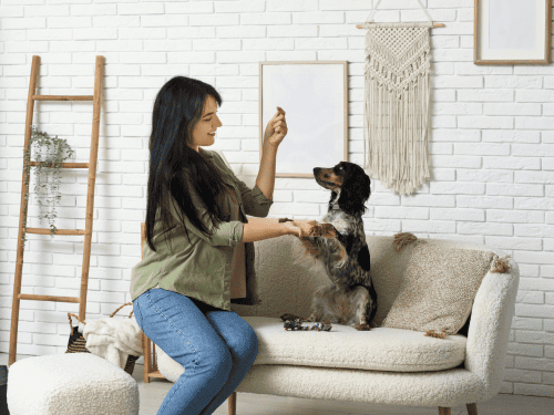 Pet Care & Sitting Services in Pleasant Hill