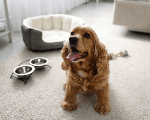 Walnut Creek Pet Care & Sitting Services