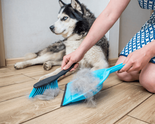 Pleasant Hill Pet Hair Removal