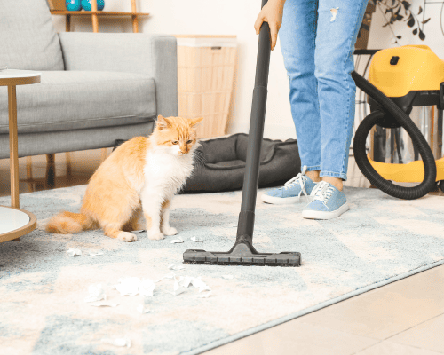 Walnut Creek Pet Hair Removal