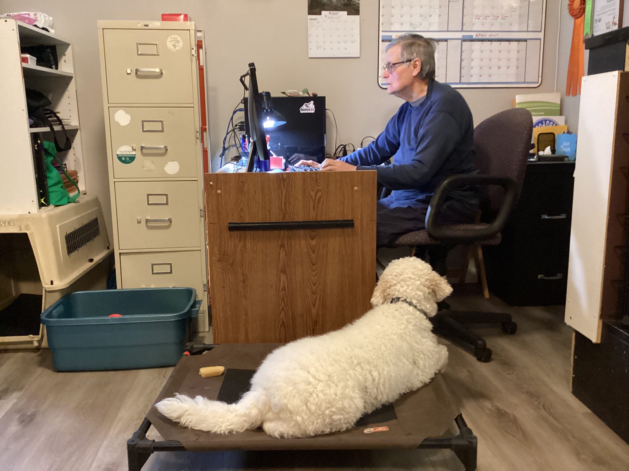 A happy, calm dog in training with Good Calm Dog Training