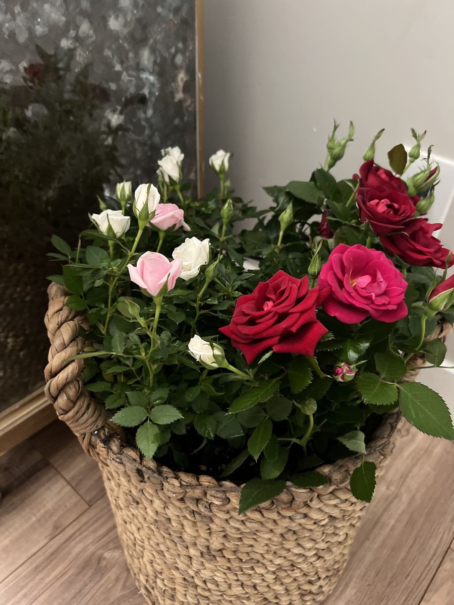 Roses in basket