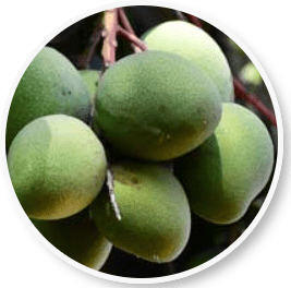 Amiclear Ingredient African Mango