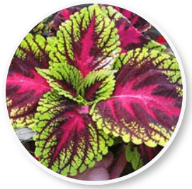 Amiclear Ingredient Coleus