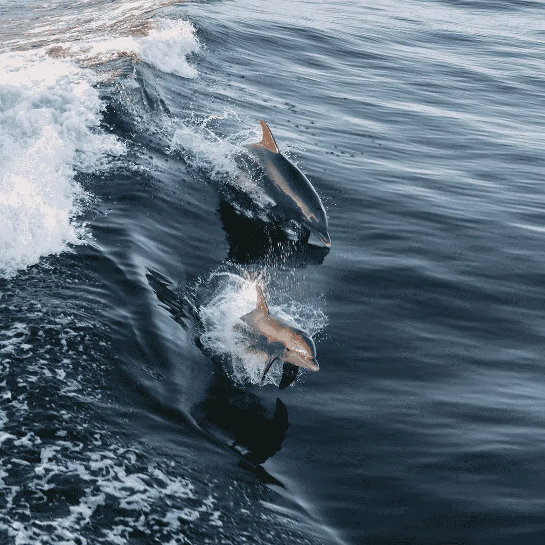 Dolphins jumping in the waves in St Pete next to The Pelican Boat Cruise