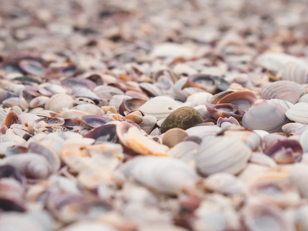 Egmont Key Shells