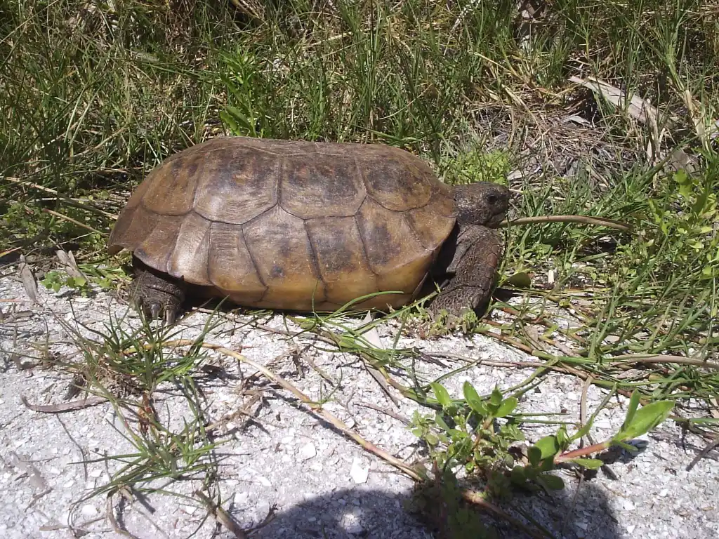 Egmont Key Gopher Tortoise