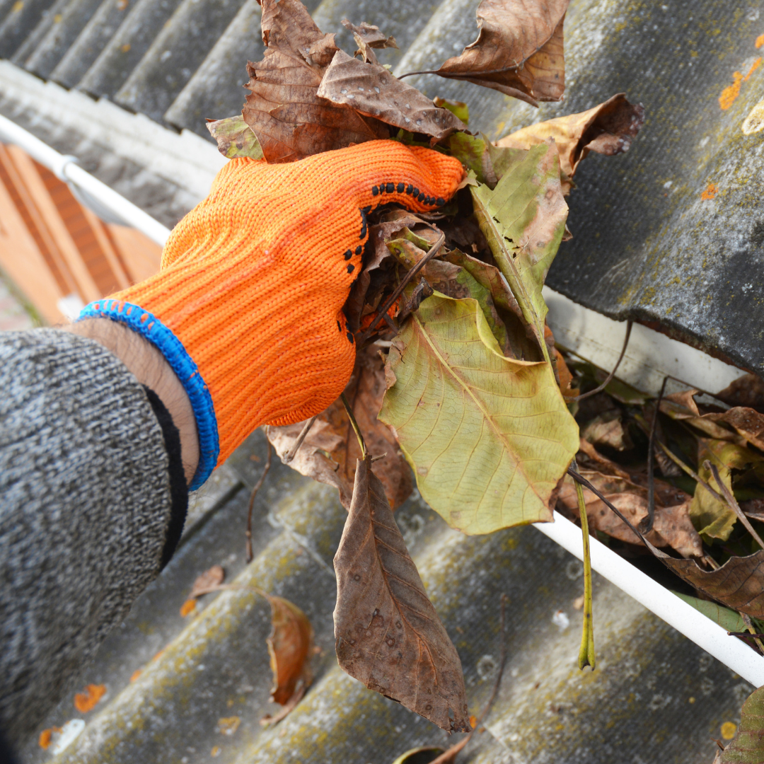 Roof and Gutter Cleaning