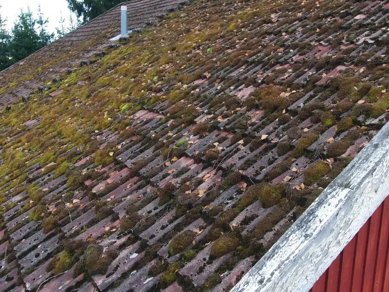 Roosevelt Roofing technician applying soft wash treatment to moss-covered roof in Pierce County WA. Roosevelt Roofing technician applying soft wash treatment to moss-covered roof in Pierce County WA.
