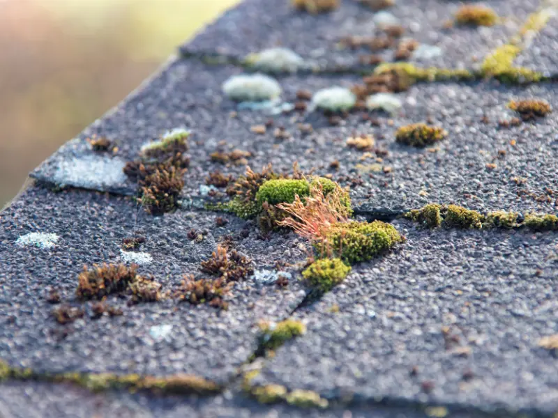 Roosevelt Roofing technician applying soft wash treatment to moss-covered roof in Pierce County WA. Roosevelt Roofing technician applying soft wash treatment to moss-covered roof in Pierce County WA.