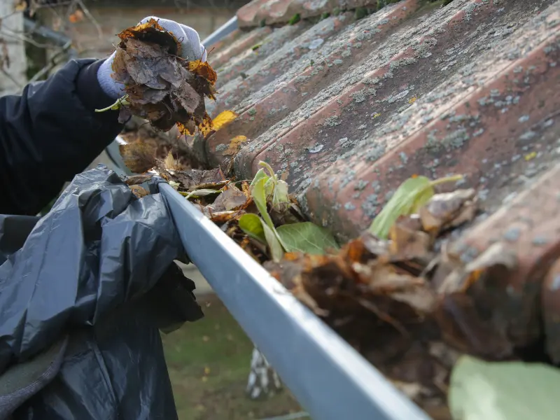Roosevelt Roofing technician clearing debris from gutters on a Pierce County WA home. Roosevelt Roofing technician clearing debris from gutters on a Pierce County WA home.