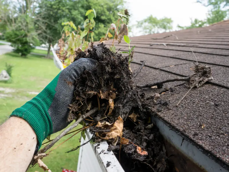Roosevelt Roofing technician clearing debris from gutters on a Pierce County WA home. Roosevelt Roofing technician clearing debris from gutters on a Pierce County WA home.