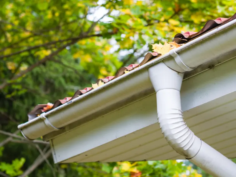 White gutter and downspout under a tree canopy with fallen autumn leaves collecting along the roof edge.