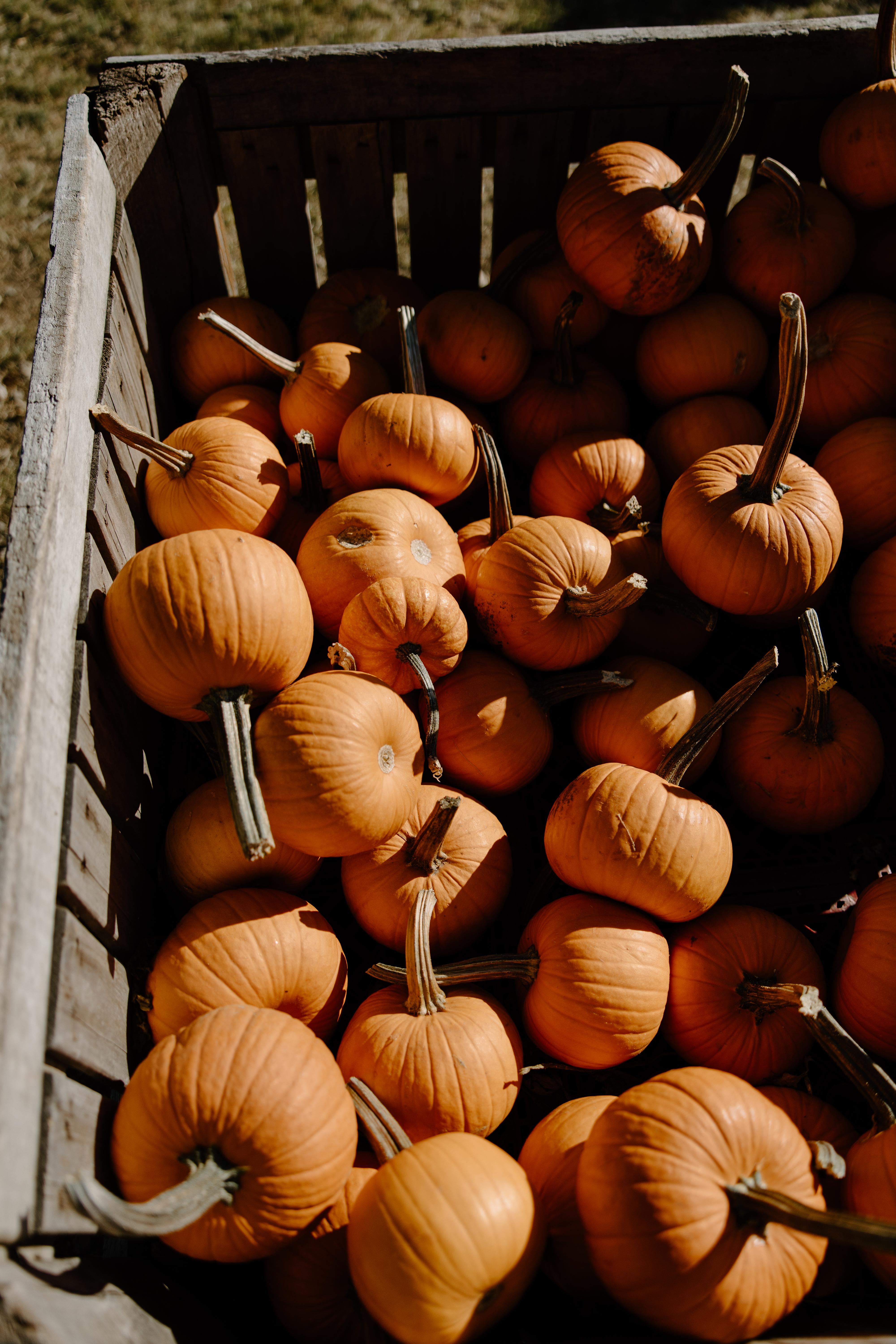 Crate of fresh orange pumpkins ready for delivery