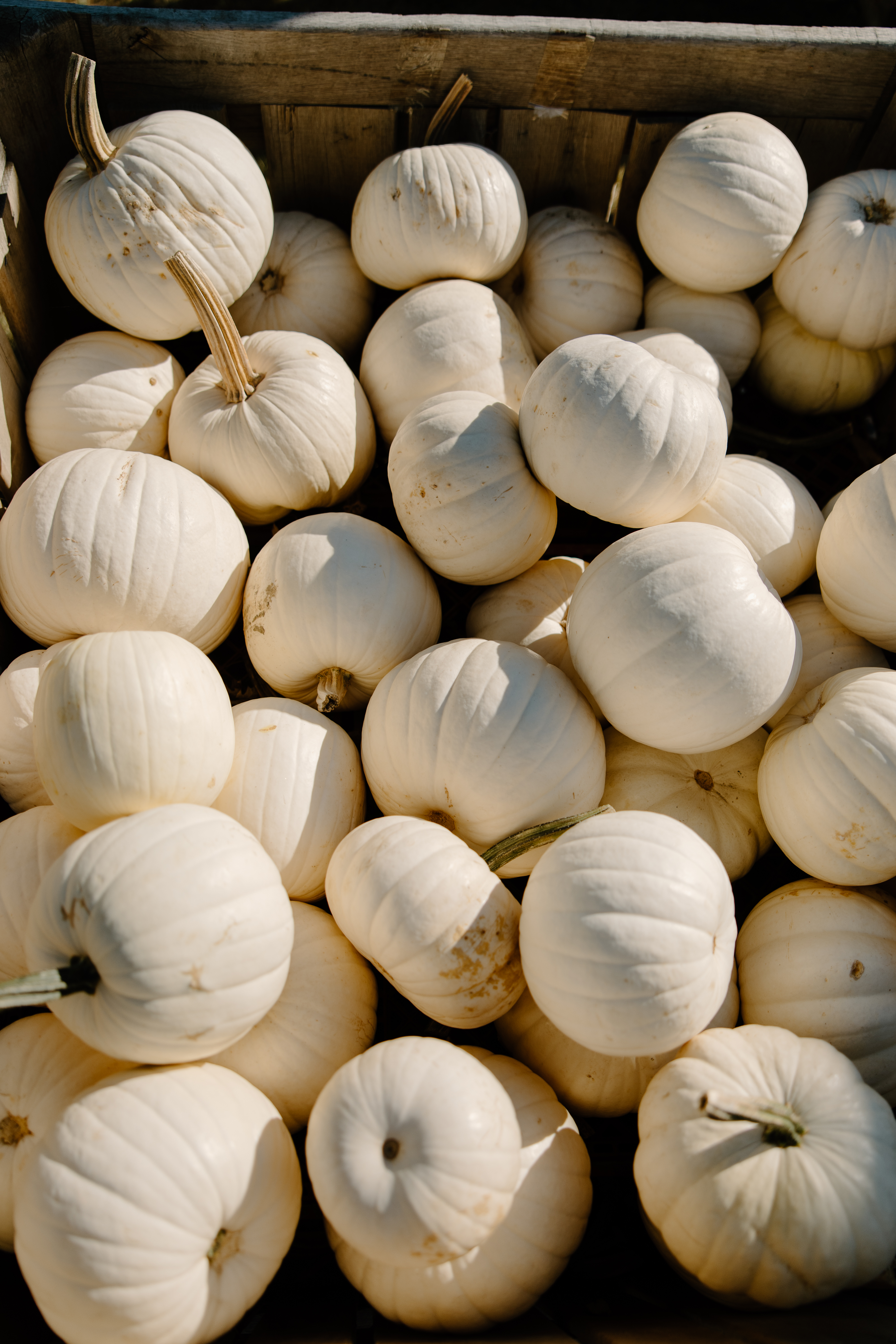 Crate of white heirloom pumpkins