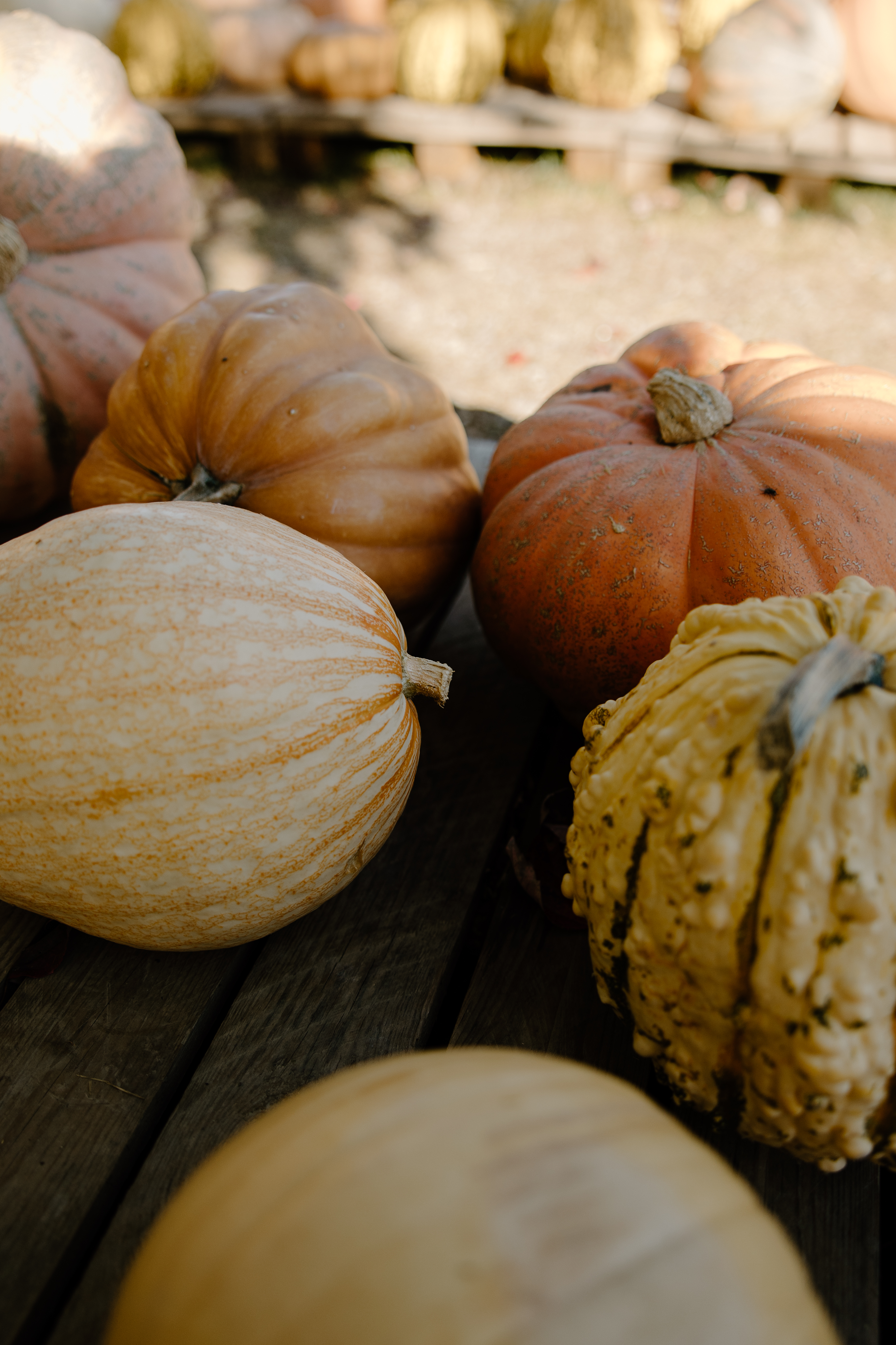 Close-up of heirloom pumpkins and gourds in warm fall light