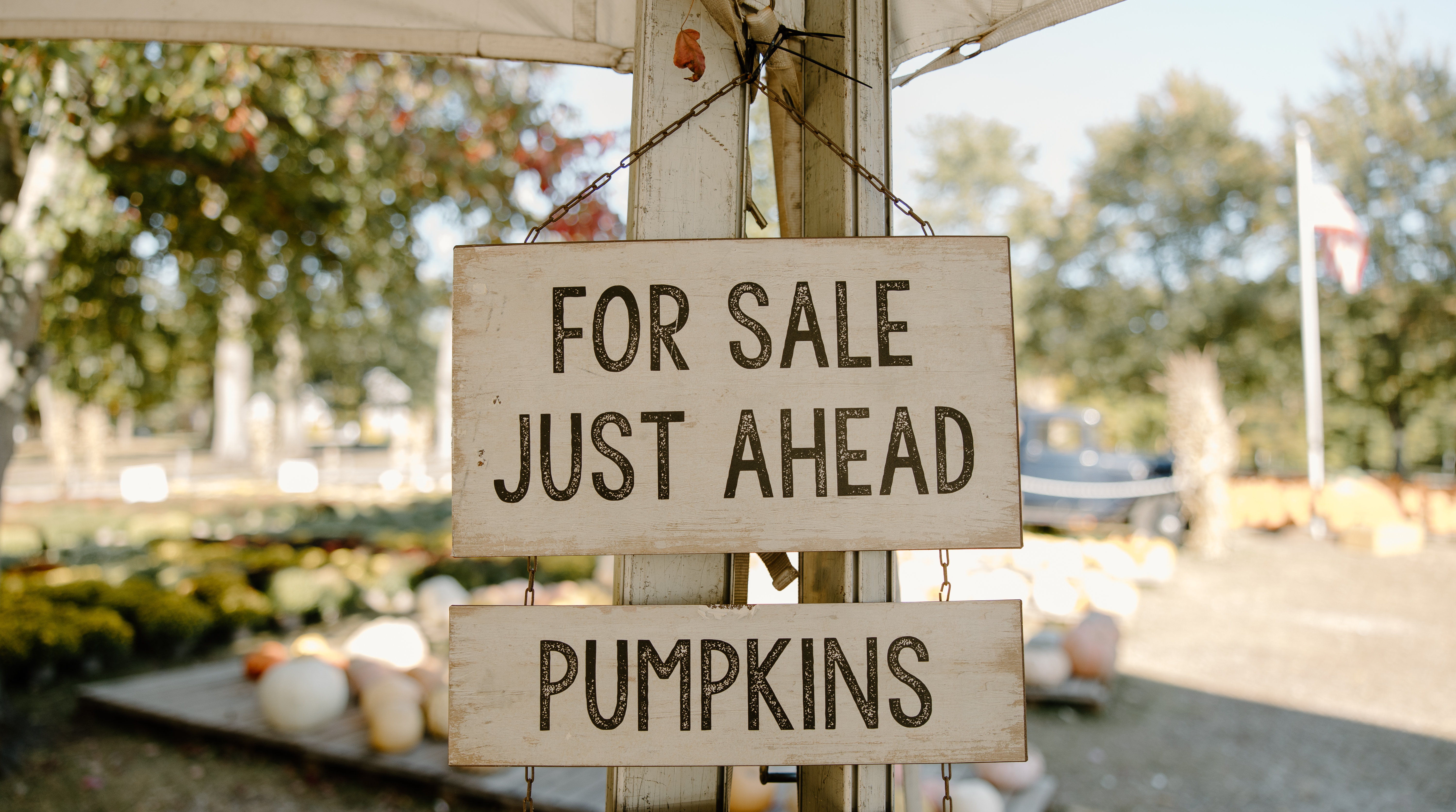 Rustic wooden For Sale Pumpkins sign