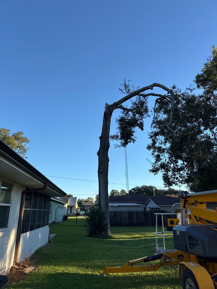Tree removal in progress in a South Louisiana backyard, with a lift positioned beside the trimmed trunk