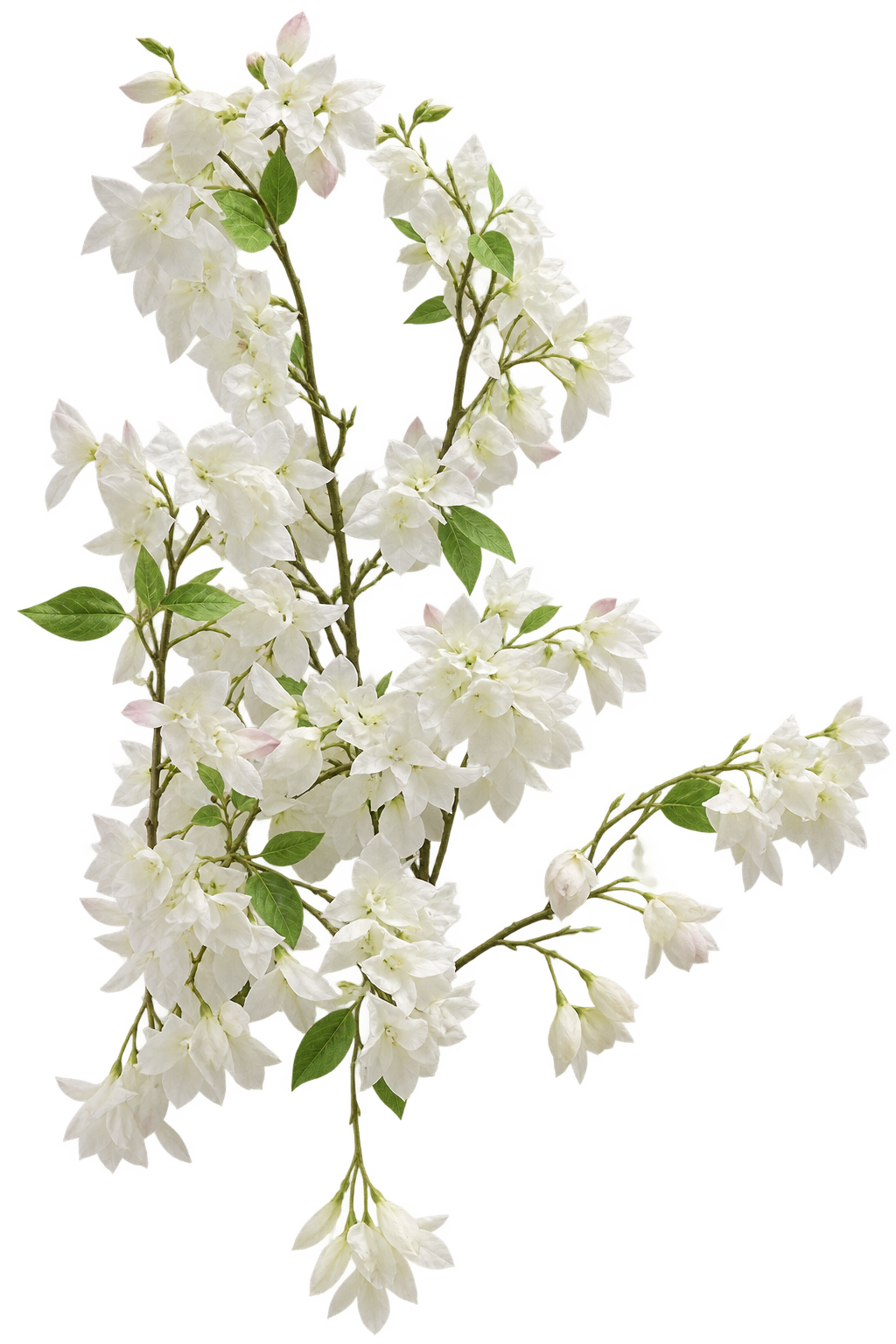 White botanical flowers representing a personalized wellness journey