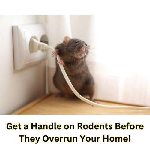 Mouse chewing a cord inside a Salisbury MA home