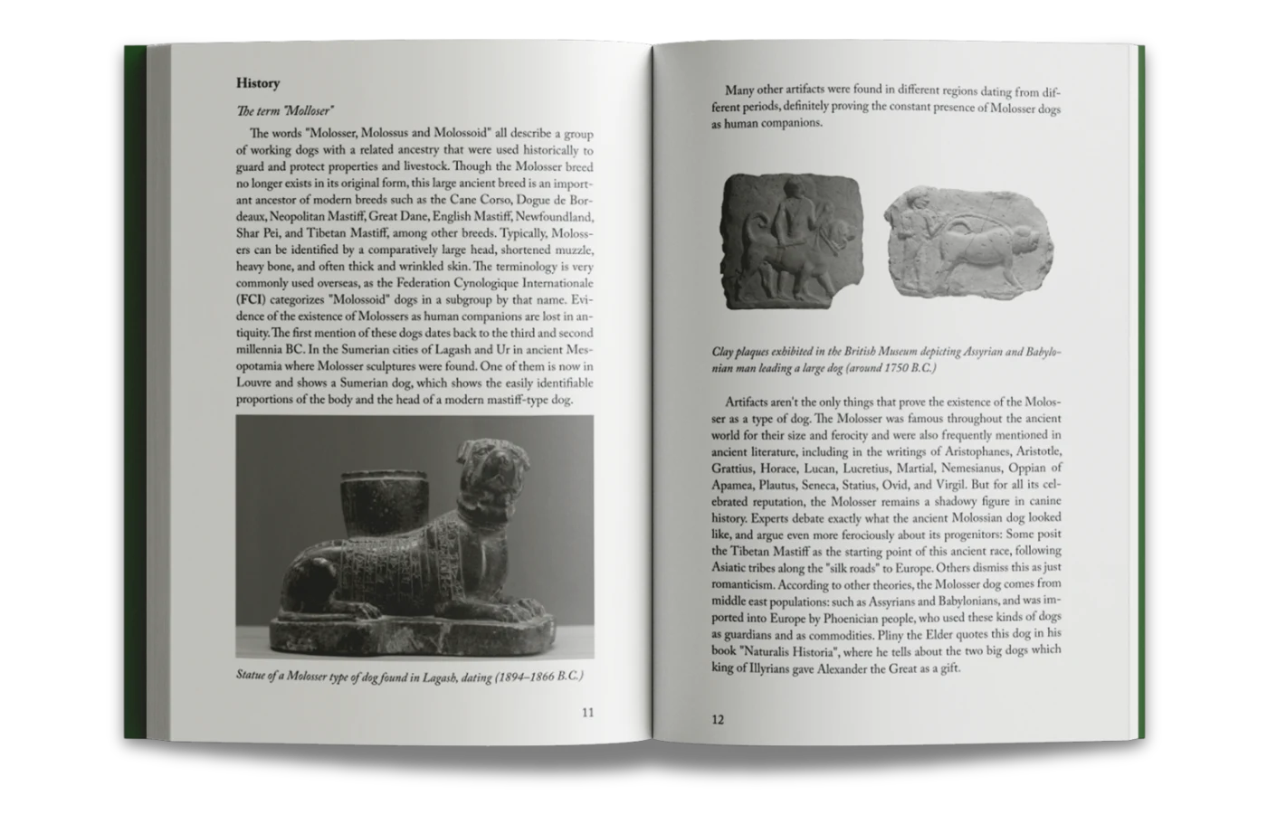 History & lineage