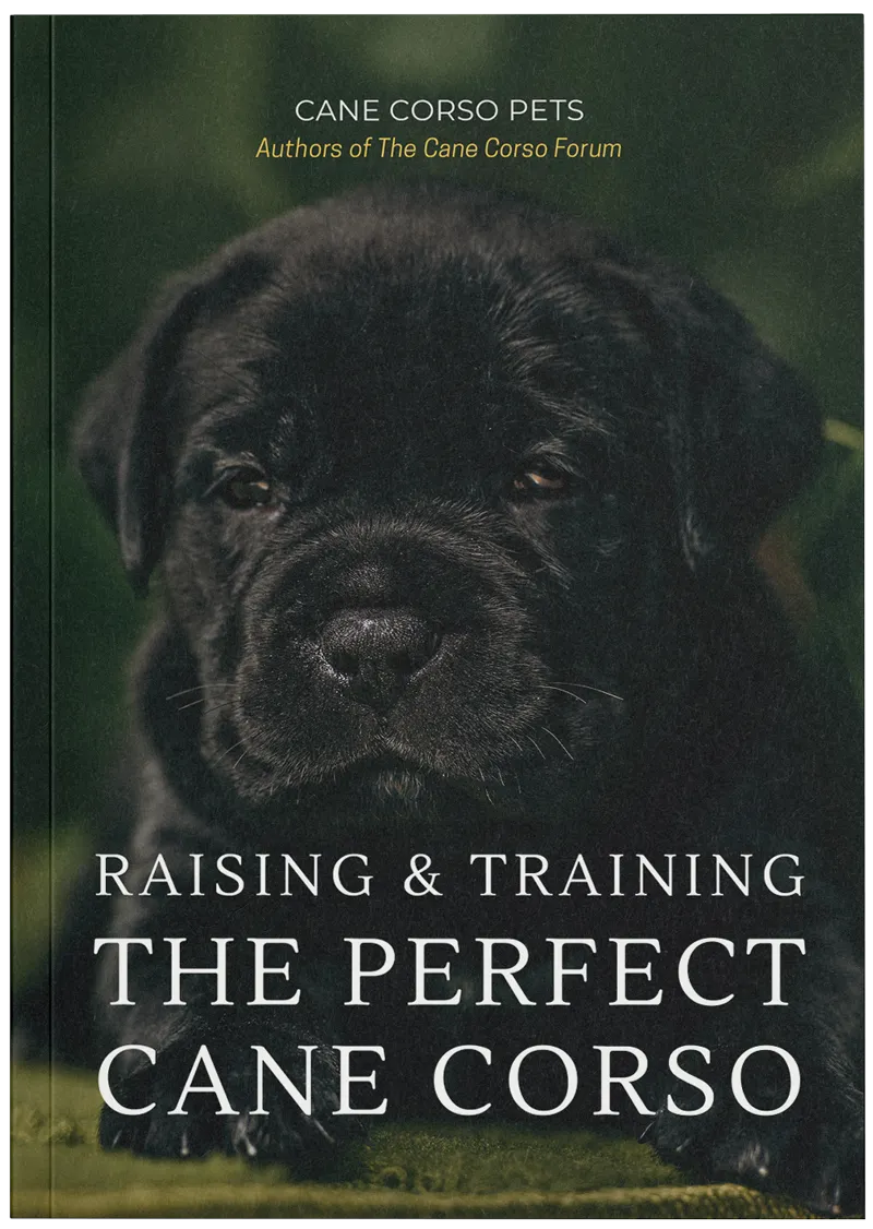 Raising and Training the Perfect Cane Corso