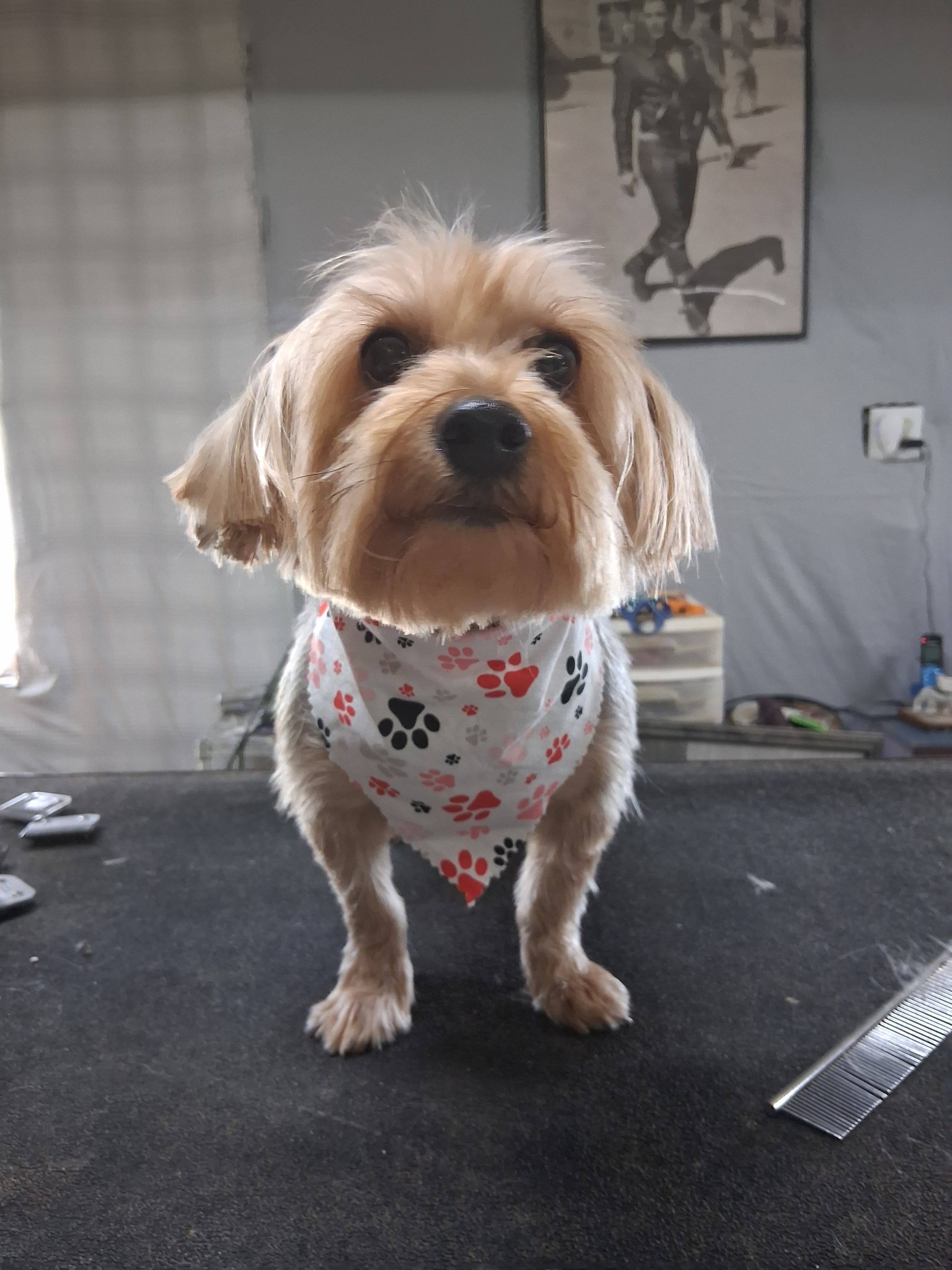 Flea Treatment Summerville