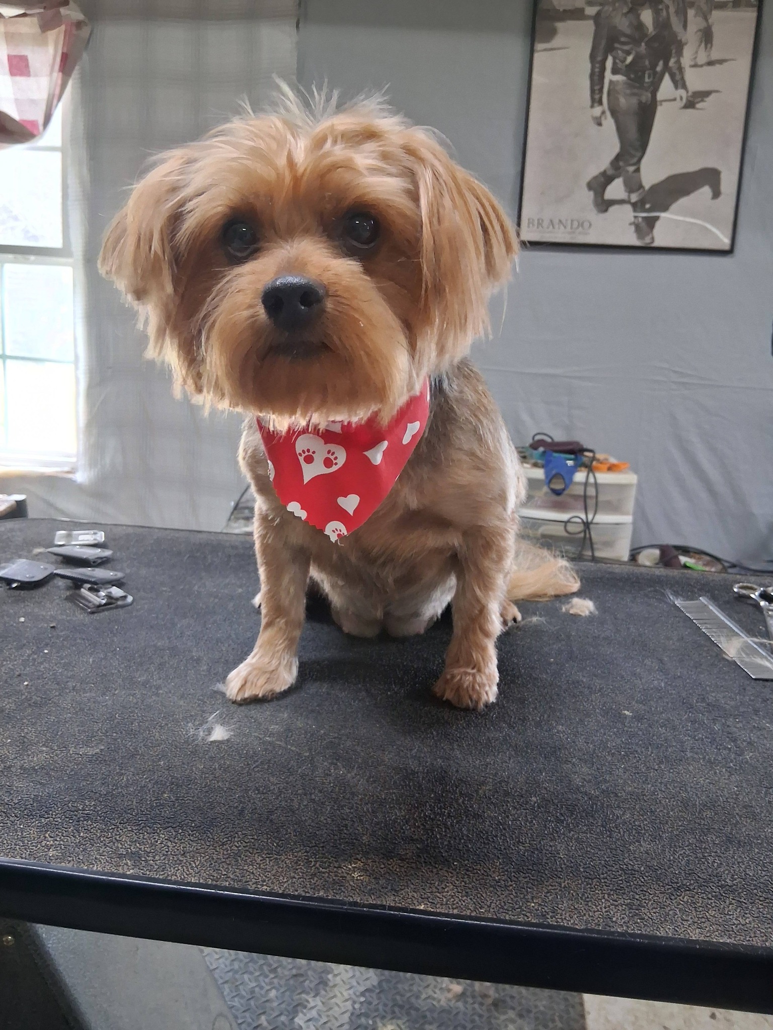 Cloudland Dog Grooming