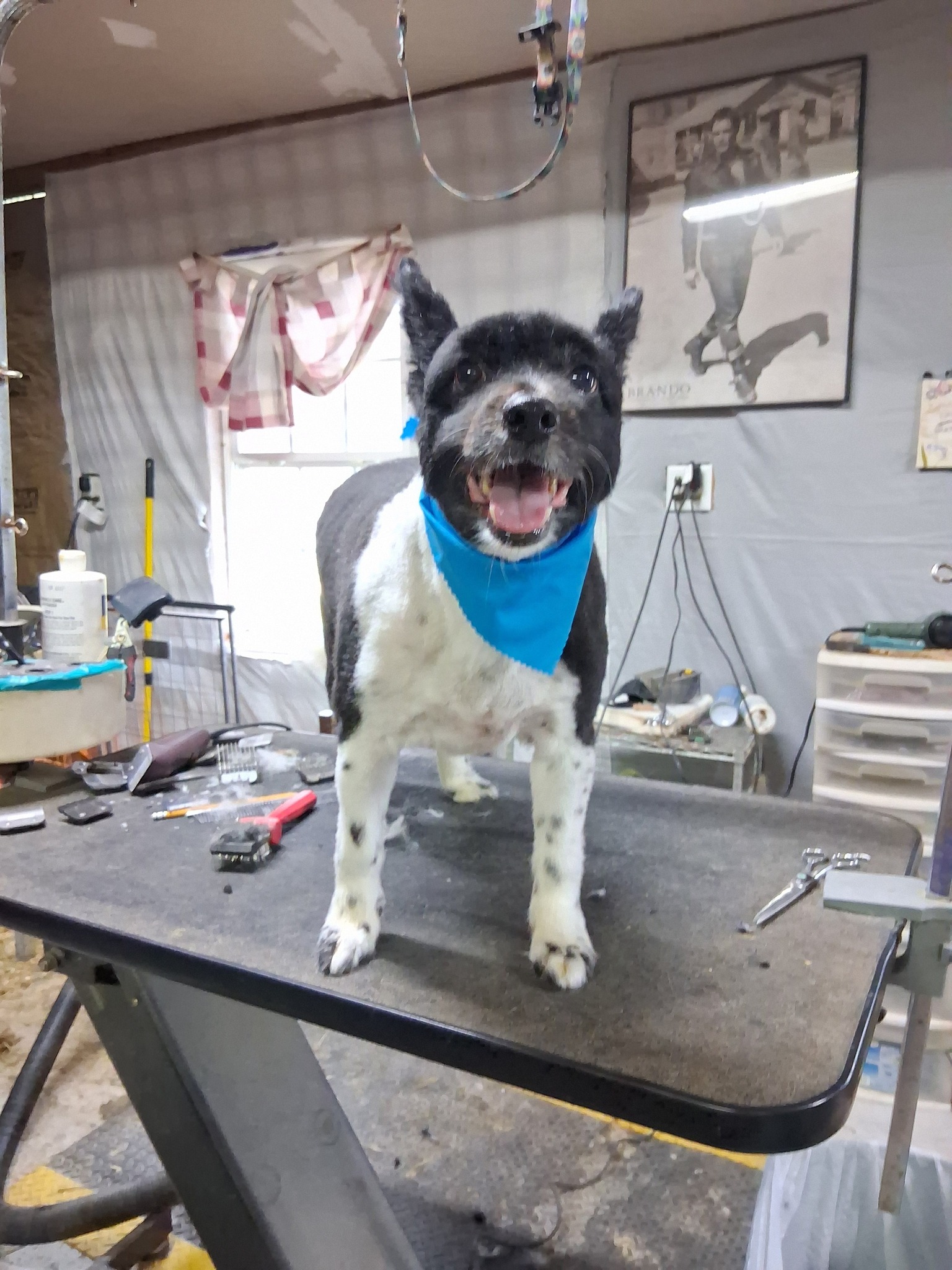 Berryton Dog Grooming