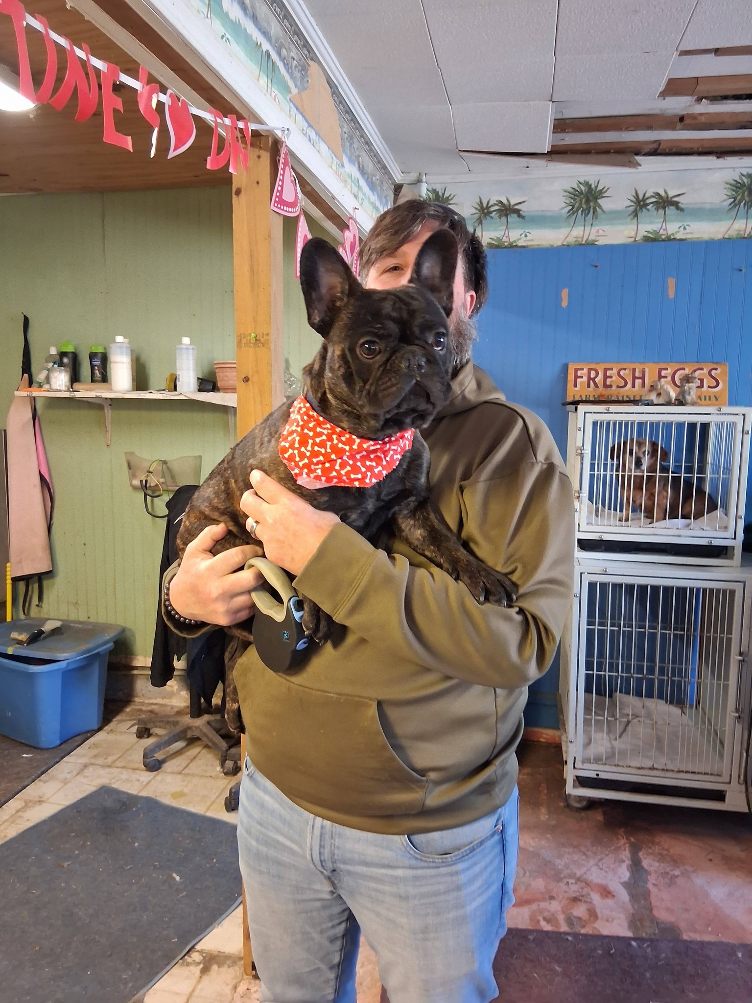 Dog Bathing Summerville