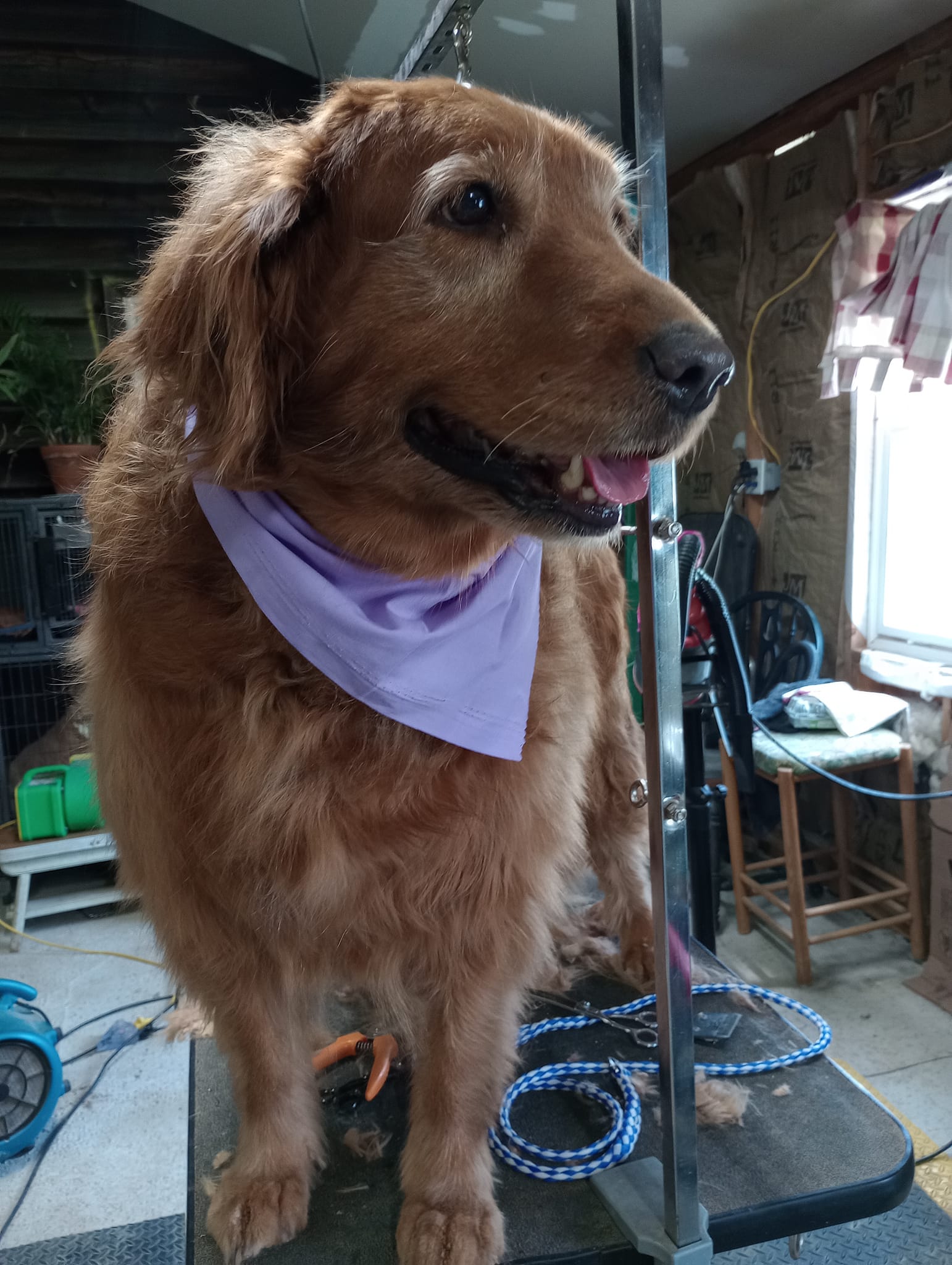 Dog Grooming Summerville