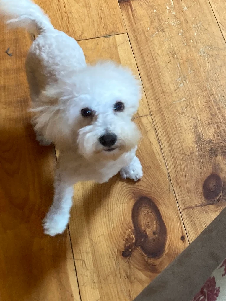 Lafayette Dog Grooming