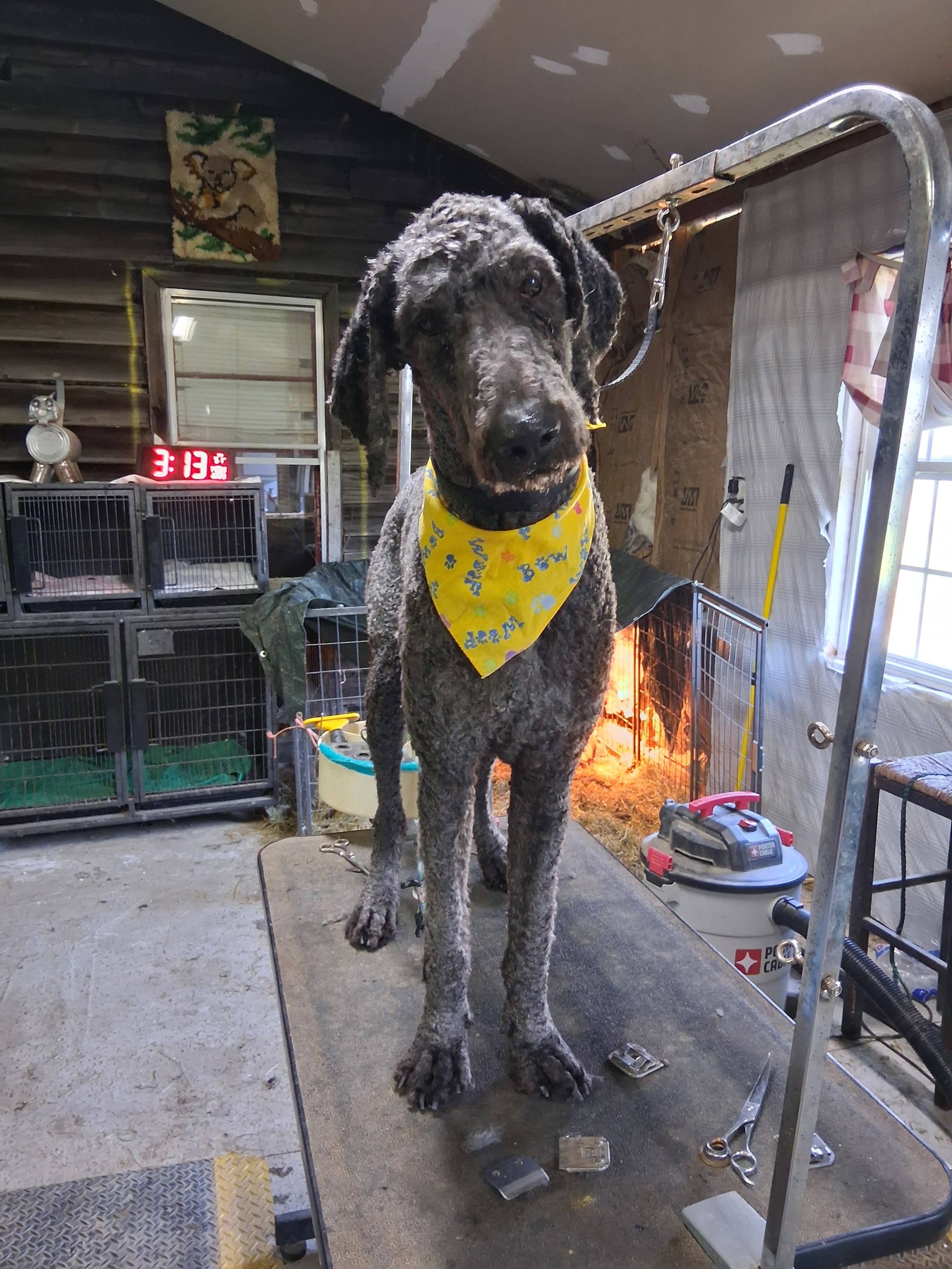 Dog Bathing Summerville