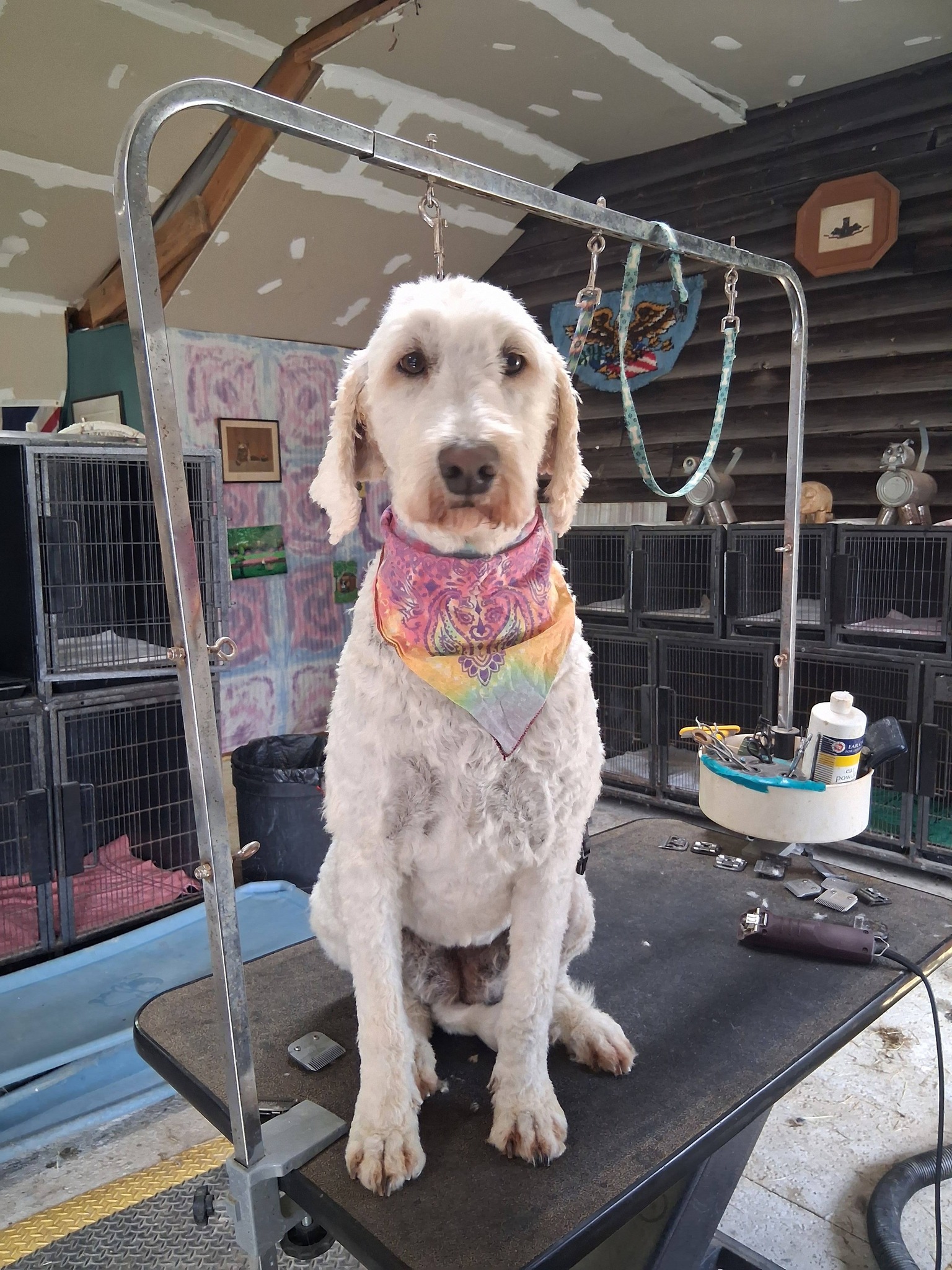 Dog Grooming Summerville