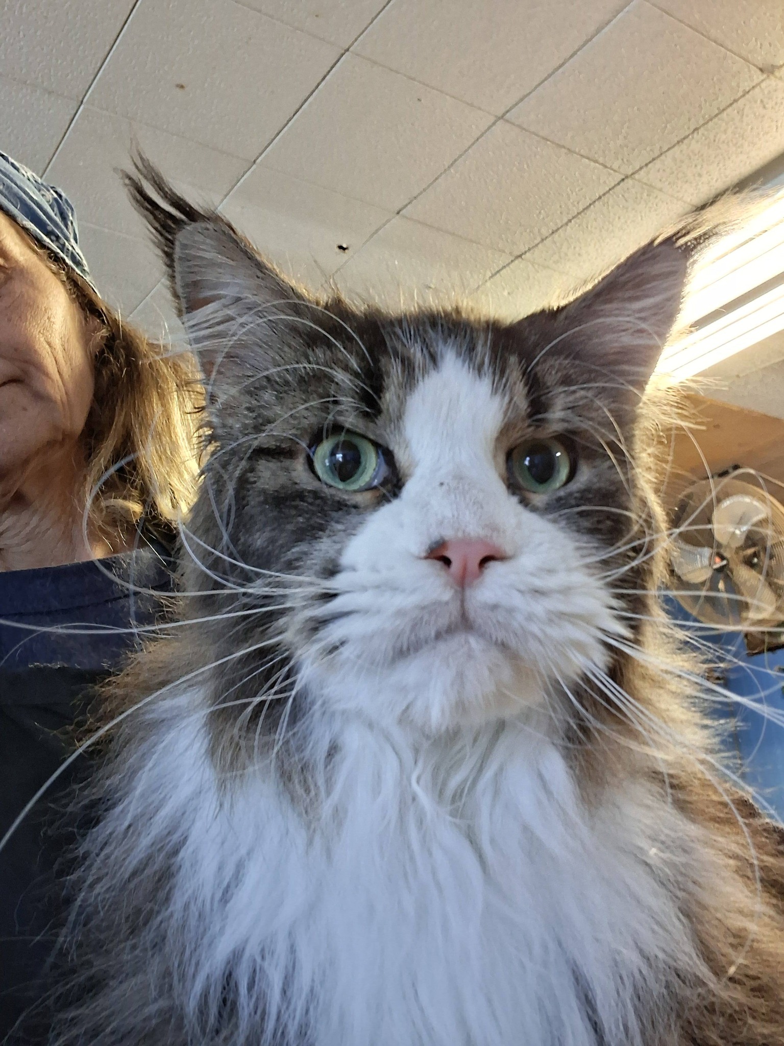 Cat Grooming Summerville