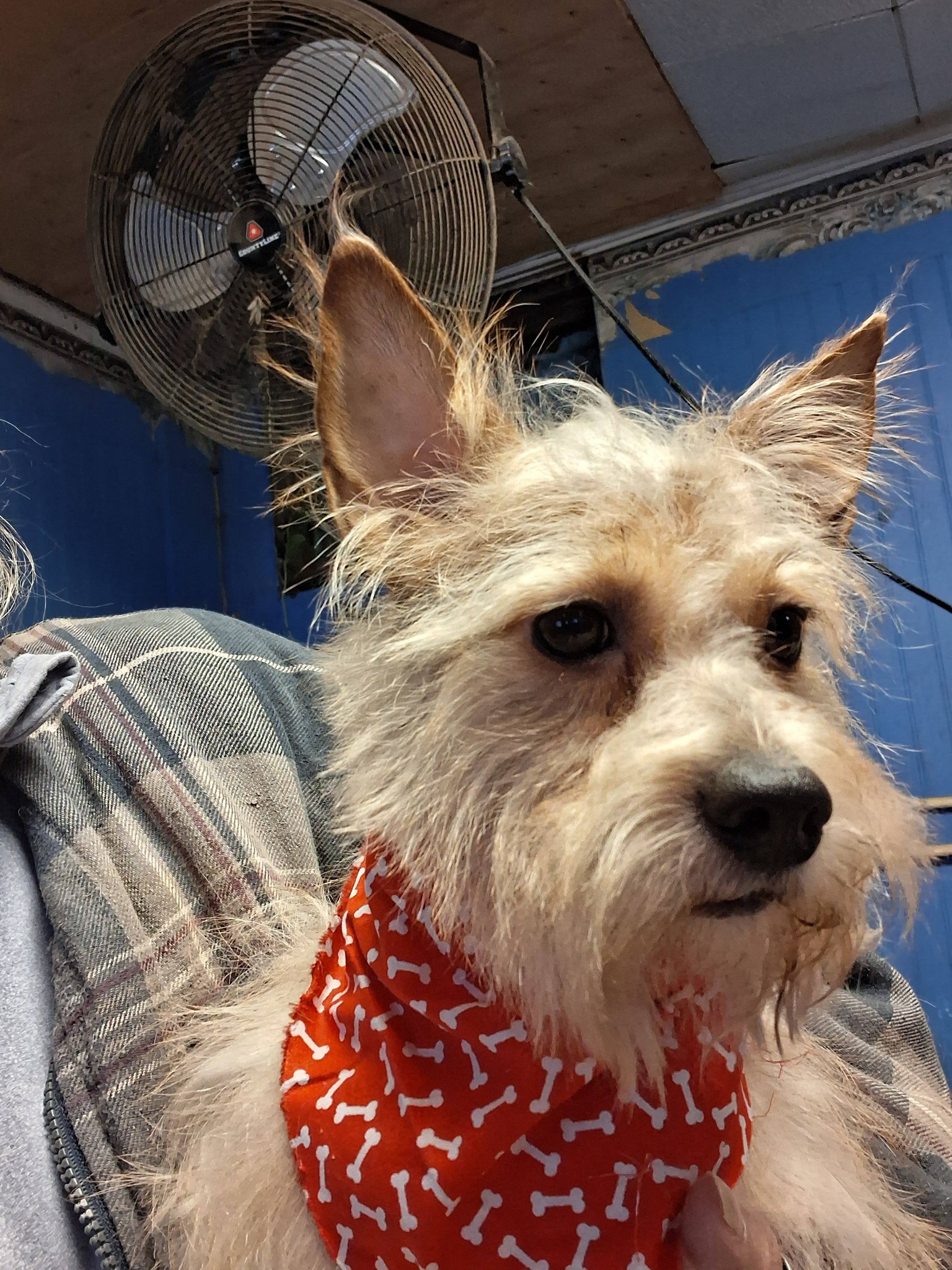 Trion De-Shed Treatment