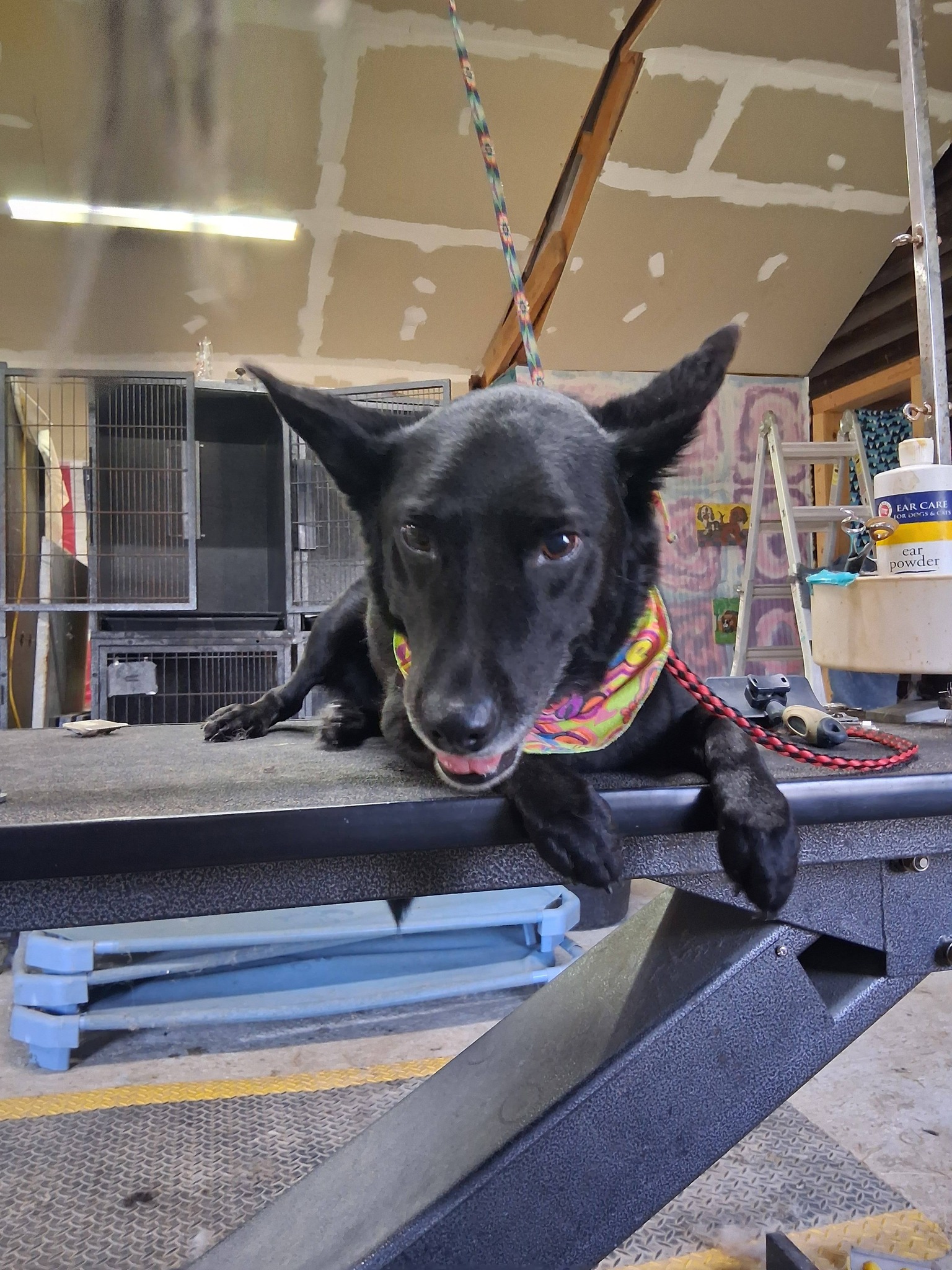 Subligna De-Shed Treatment