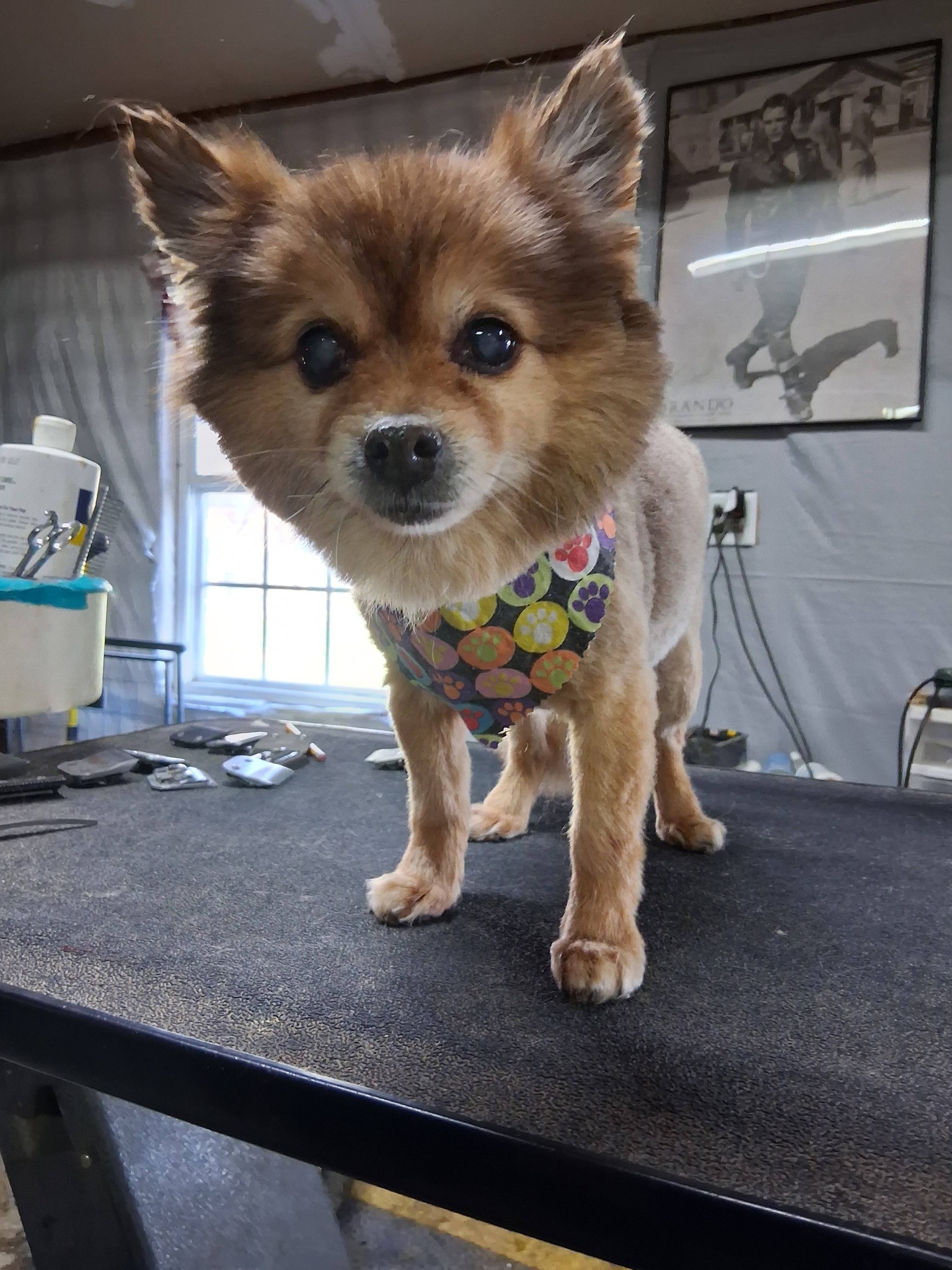 Armuchee Dog Grooming