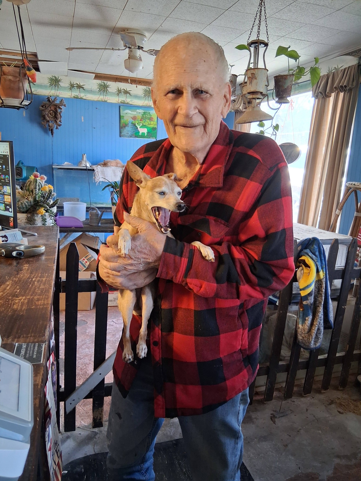 Dog Grooming Summerville