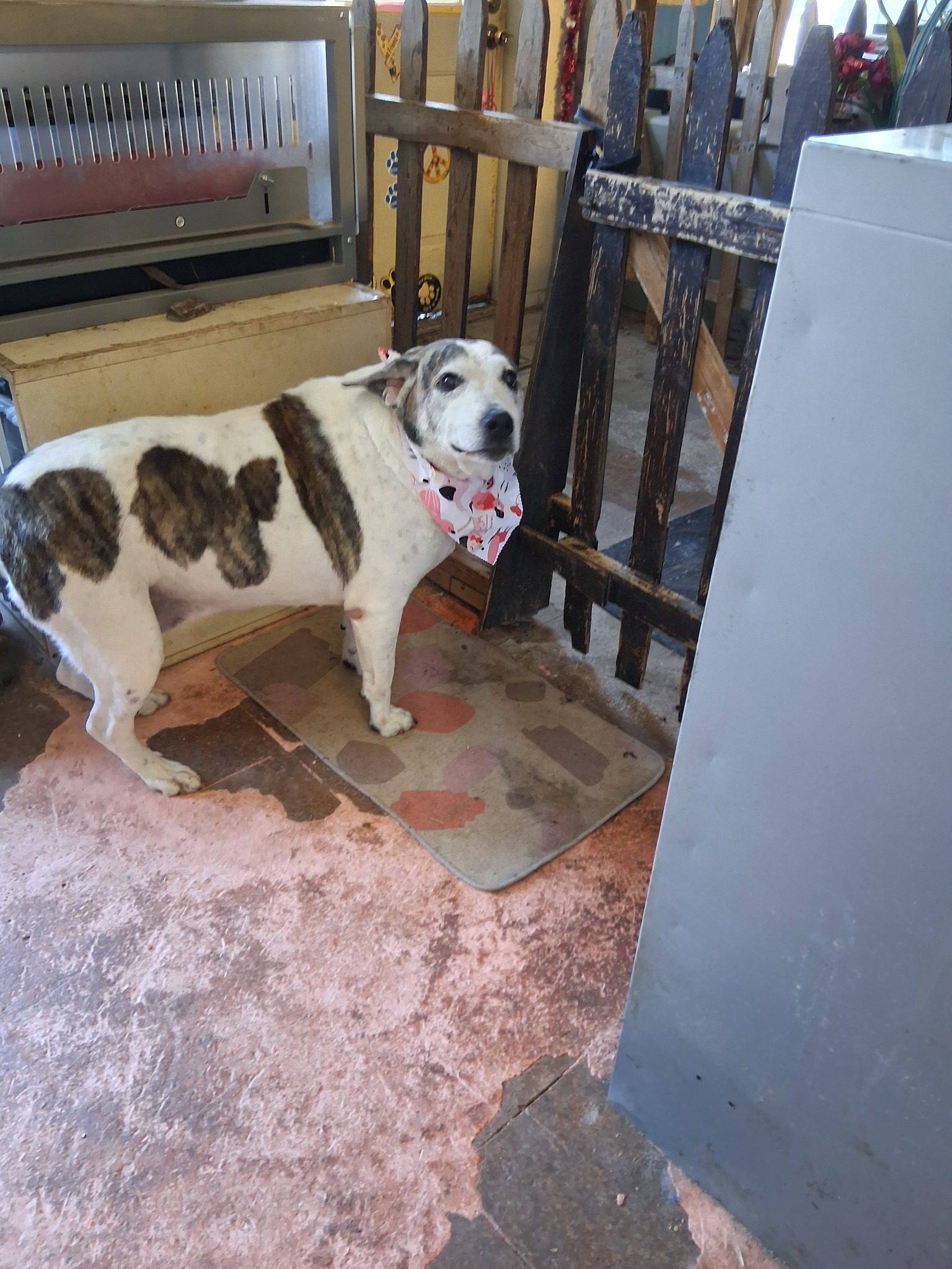 Trion Flea Treatment