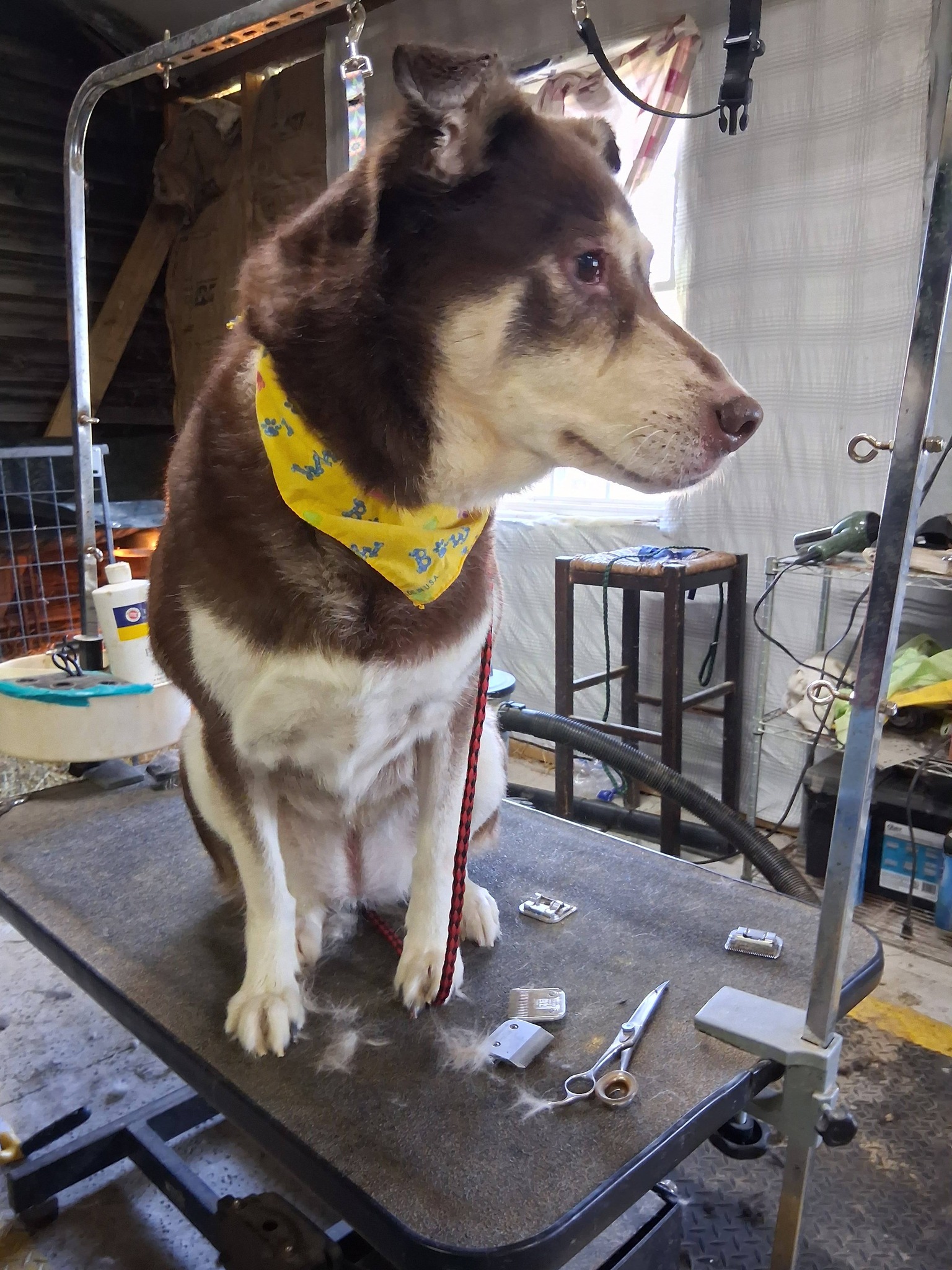 De-Shed Treatment Summerville