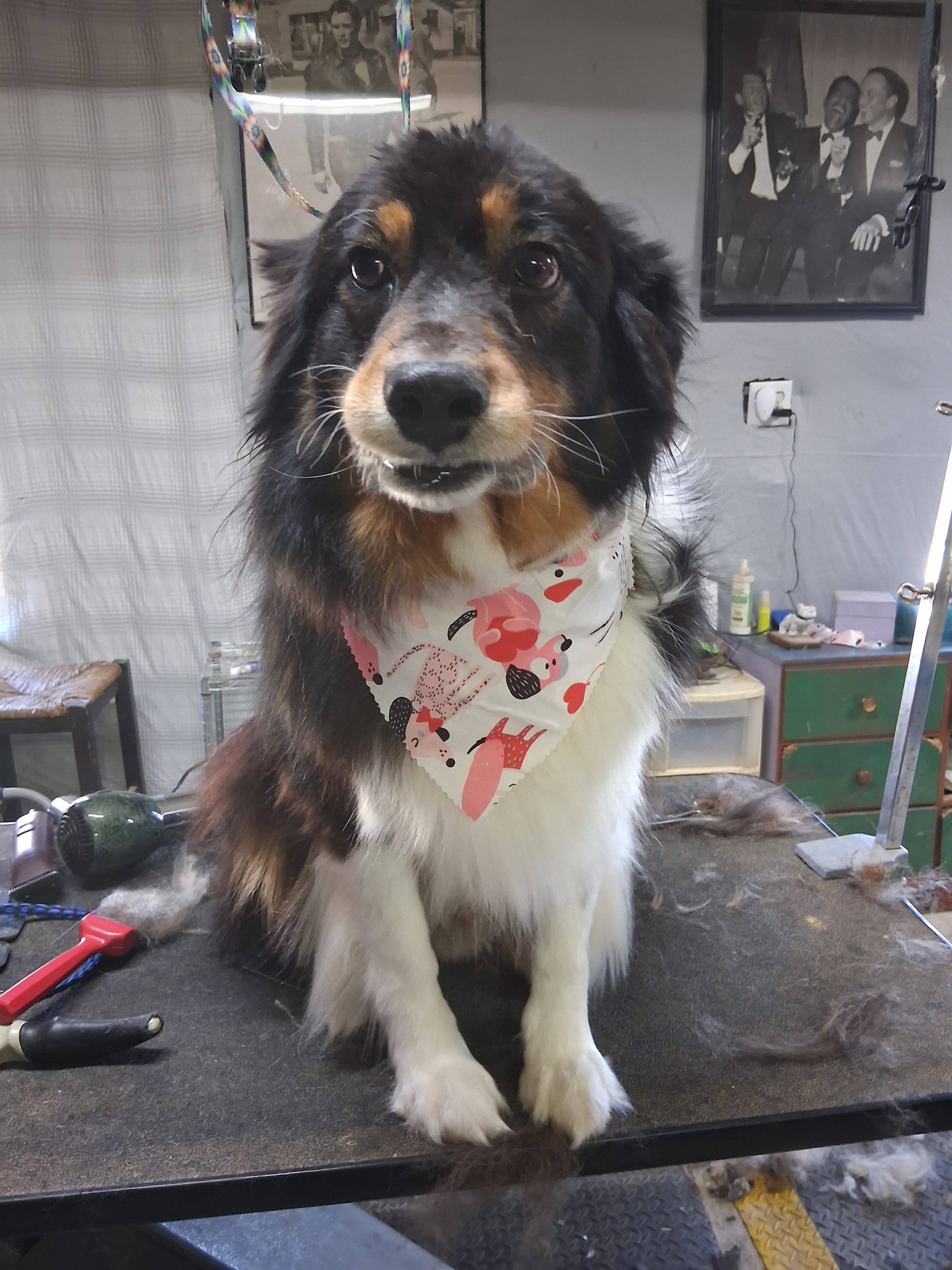 Nail Trim Summerville