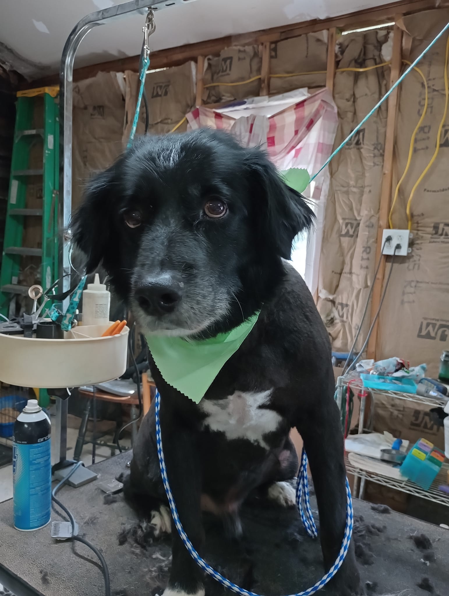 Cat Grooming Summerville