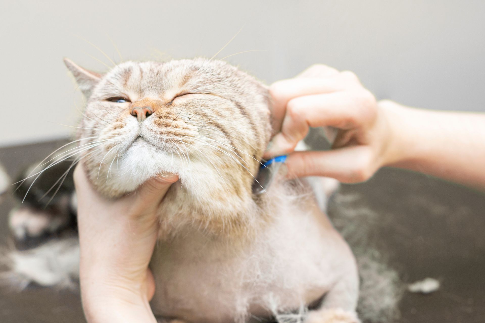 Cat Grooming in Summerville