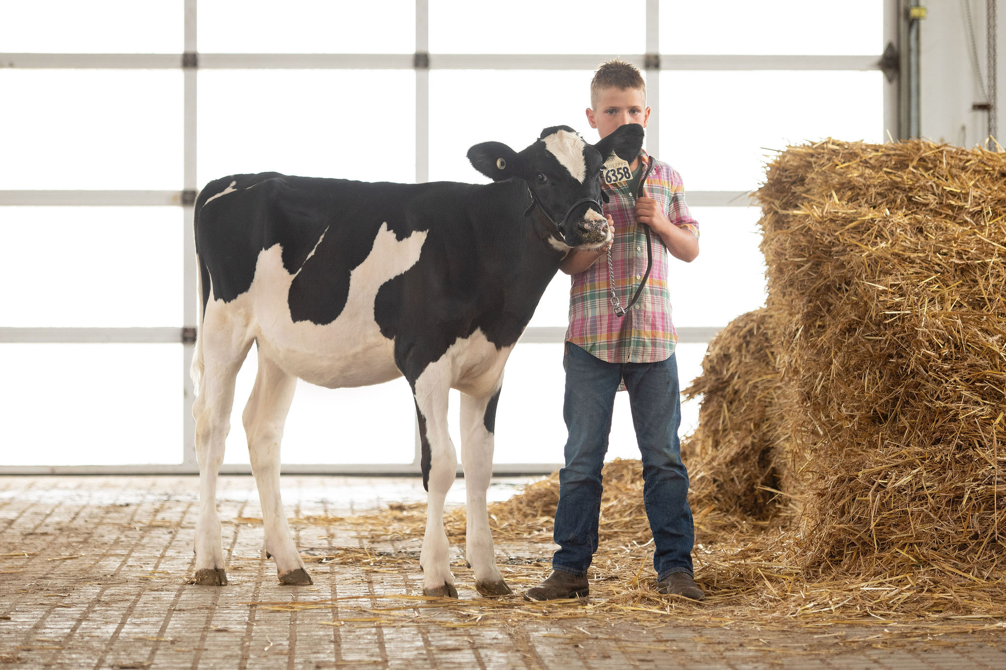 Rosegaar heifers
