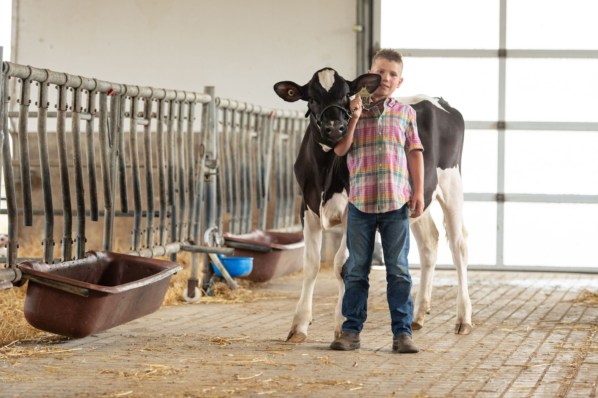 Holstein cattle